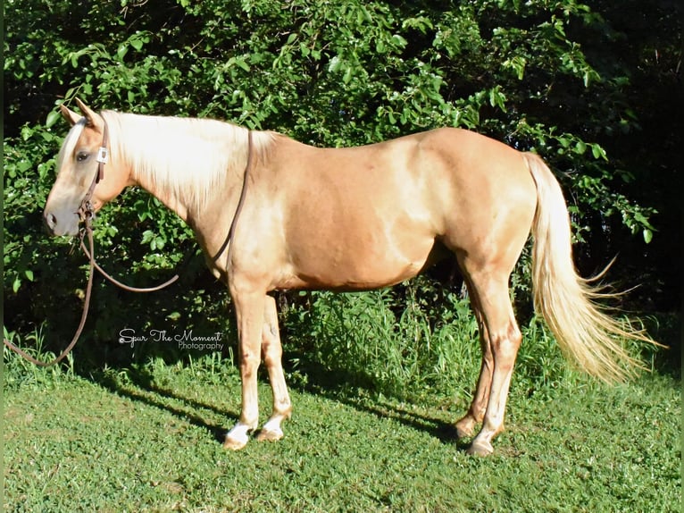 Tennessee Walking Horse Valack 14 år 152 cm Palomino in Van horne IA