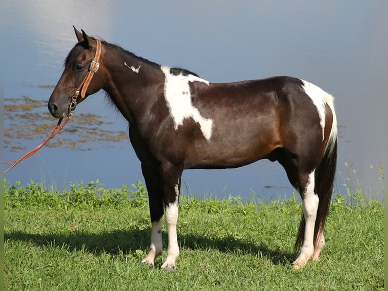 Tennessee Walking Horse Valack 14 år 152 cm Tobiano-skäck-alla-färger in Whitley City
