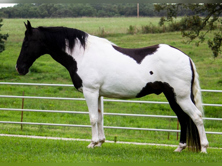 Tennessee Walking Horse Valack 14 år 152 cm Tobiano-skäck-alla-färger in Mountain Grove MO