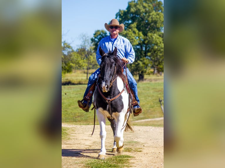 Tennessee Walking Horse Valack 14 år 152 cm Tobiano-skäck-alla-färger in Mountain Grove MO