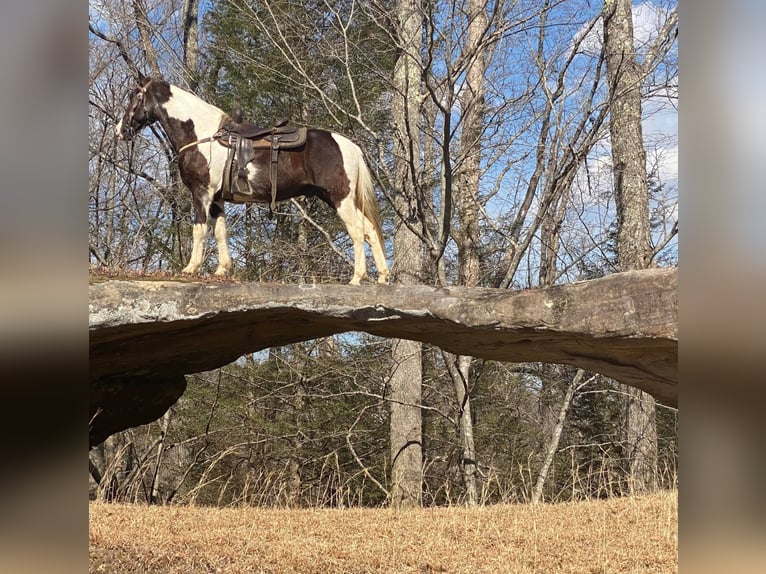 Tennessee Walking Horse Valack 15 år Tobiano-skäck-alla-färger in Whitley City, KY