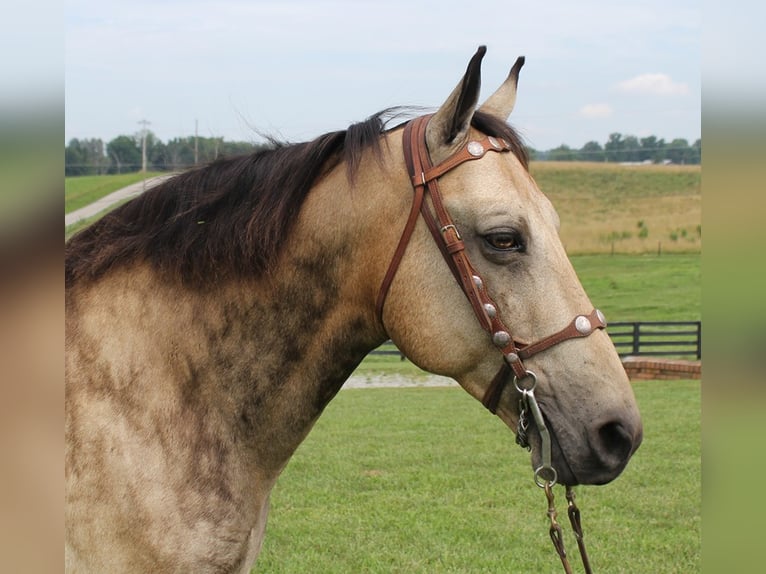 Tennessee Walking Horse Valack 16 år 157 cm Gulbrun in Emory TX