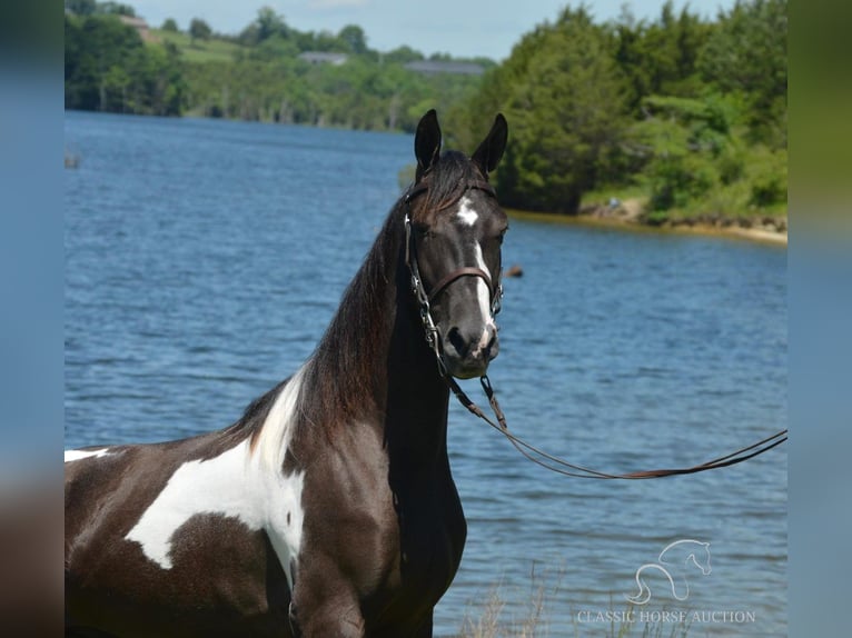 Tennessee Walking Horse Valack 2 år 152 cm Tobiano-skäck-alla-färger in Hustonville, KY