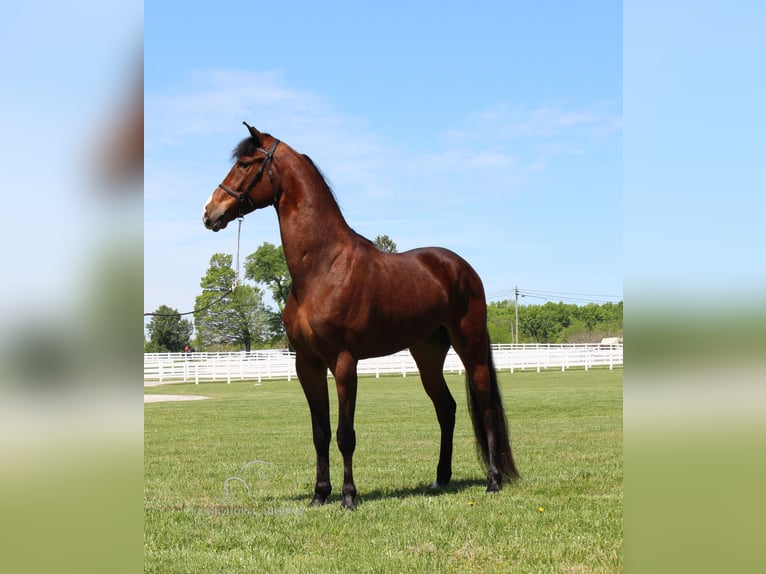 Tennessee Walking Horse Valack 3 år 152 cm Brun in Lewisburg, TN