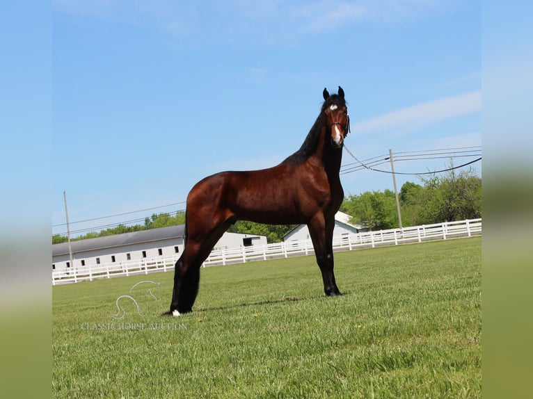 Tennessee Walking Horse Valack 3 år 152 cm Brun in Lewisburg, TN