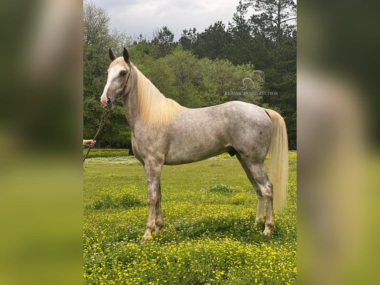 Tennessee Walking Horse Valack 4 år 152 cm Sabino in independence, la