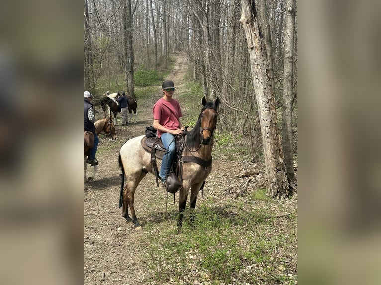 Tennessee Walking Horse Valack 5 år 152 cm Brun in Lewisburg, tn