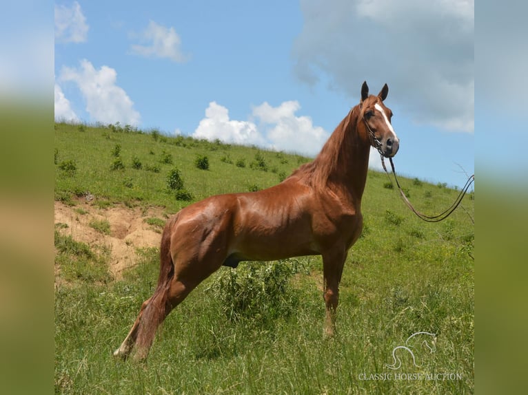 Tennessee Walking Horse Valack 5 år 152 cm Palomino in Hustonville, KY