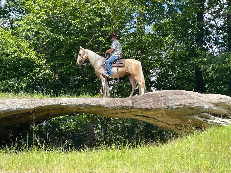 Tennessee Walking Horse Valack 5 år 152 cm Tobiano-skäck-alla-färger in Whitley City