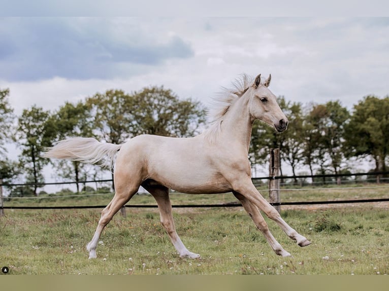 Tennessee Walking Horse Valack 5 år 160 cm Palomino in Spalt