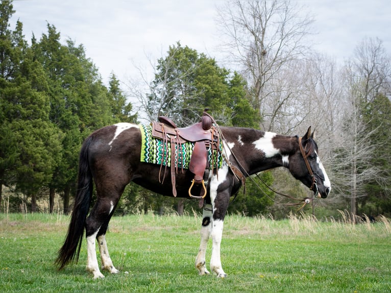 Tennessee Walking Horse Valack 5 år 163 cm Tobiano-skäck-alla-färger in Greensboro Ky