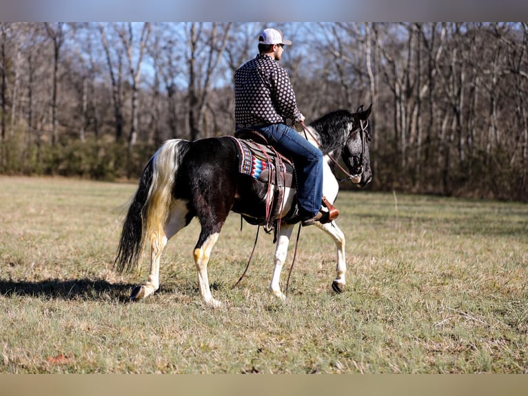 Tennessee Walking Horse Valack 5 år Tobiano-skäck-alla-färger in Cleveland Tn