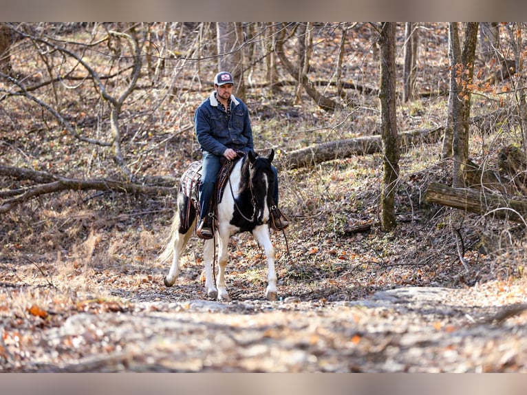 Tennessee Walking Horse Valack 5 år Tobiano-skäck-alla-färger in Cleveland Tn