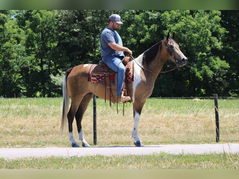 Tennessee Walking Horse Valack 6 år 152 cm Tobiano-skäck-alla-färger in Sanaroa Ky