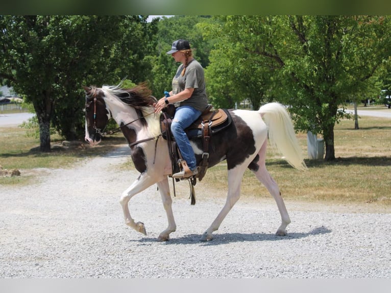 Tennessee Walking Horse Valack 6 år Tobiano-skäck-alla-färger in Mount Vernon Ky