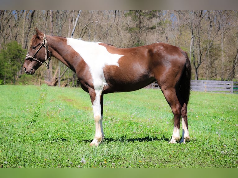 Tennessee Walking Horse Valack 7 år 150 cm Tobiano-skäck-alla-färger in Flemingsburg KY