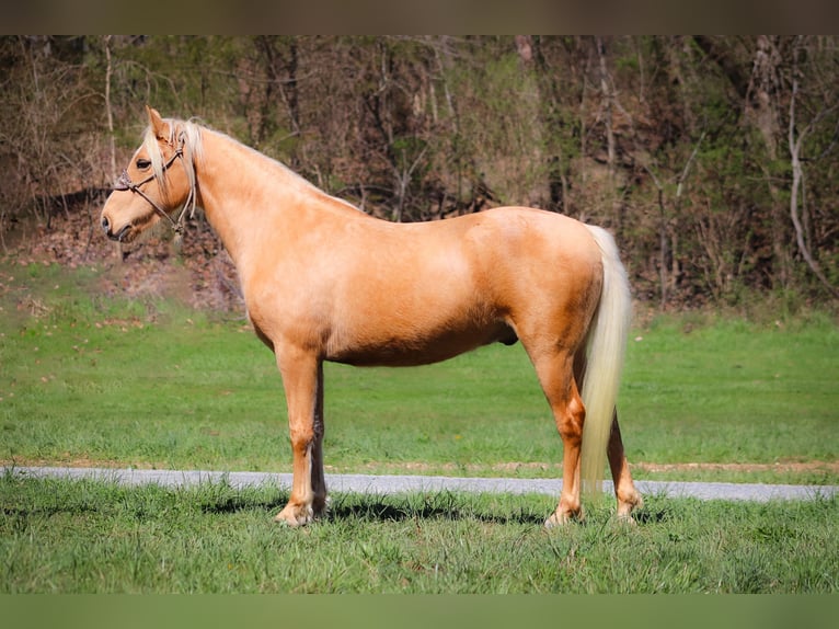 Tennessee Walking Horse Valack 7 år 152 cm Palomino in Flemingsburg KY