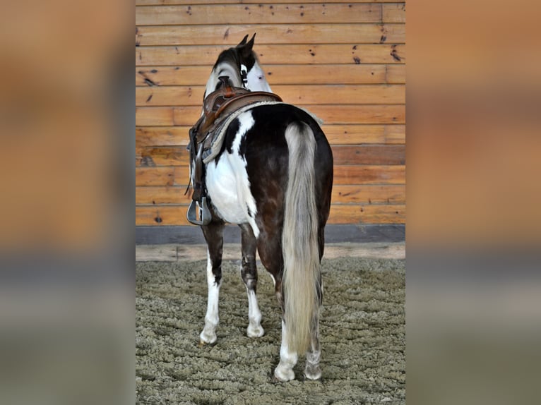 Tennessee Walking Horse Valack 7 år 155 cm Overo-skäck-alla-färger in Bellingham, MA