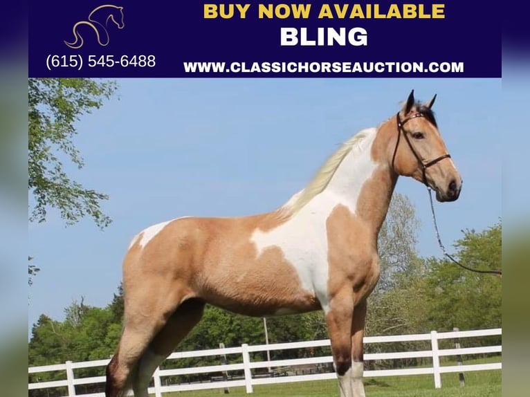 Tennessee Walking Horse Valack 7 år 163 cm Gulbrun in Lewisburg, TN
