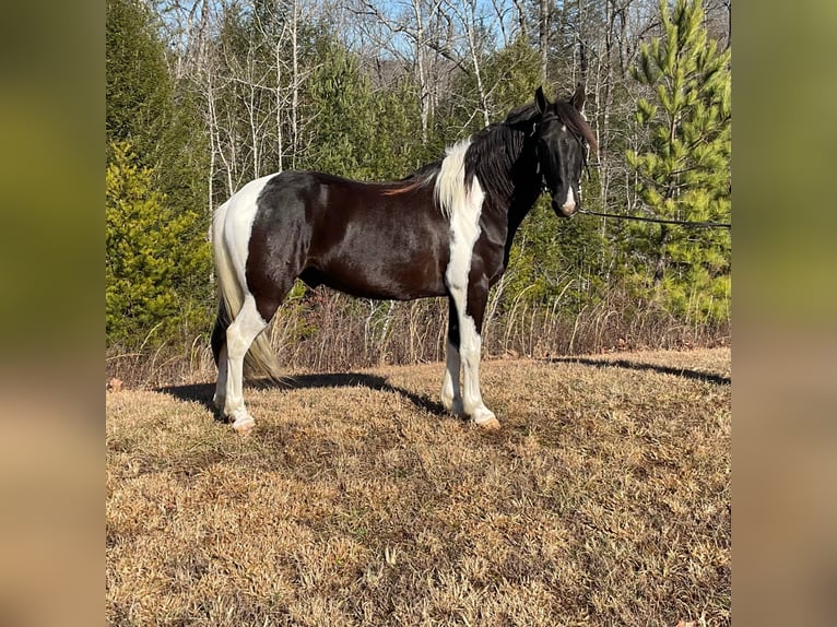 Tennessee Walking Horse Valack 7 år Tobiano-skäck-alla-färger in Whitley City KY