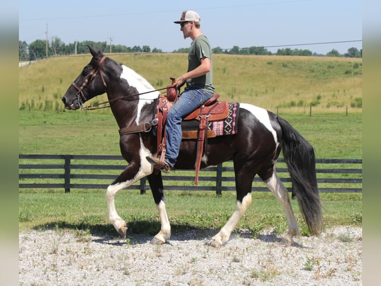 Tennessee Walking Horse Valack 7 år Tobiano-skäck-alla-färger in Mount vernon KY