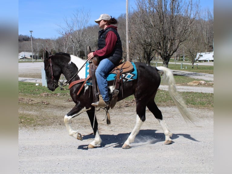 Tennessee Walking Horse Valack 7 år Tobiano-skäck-alla-färger in Mount Vernon KY
