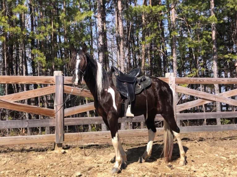 Tennessee Walking Horse Valack 7 år Tobiano-skäck-alla-färger in Whitley City, KY