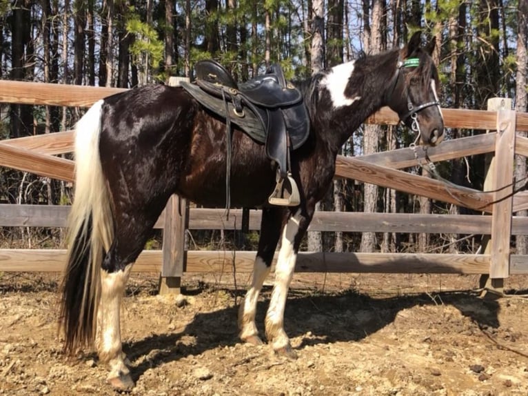 Tennessee Walking Horse Valack 7 år Tobiano-skäck-alla-färger in Whitley City, KY