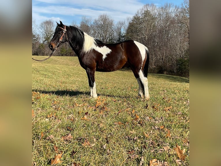 Tennessee Walking Horse Valack 8 år 152 cm Tobiano-skäck-alla-färger in Whitley City KY