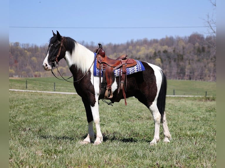 Tennessee Walking Horse Valack 8 år 152 cm Tobiano-skäck-alla-färger in Jamestown KY