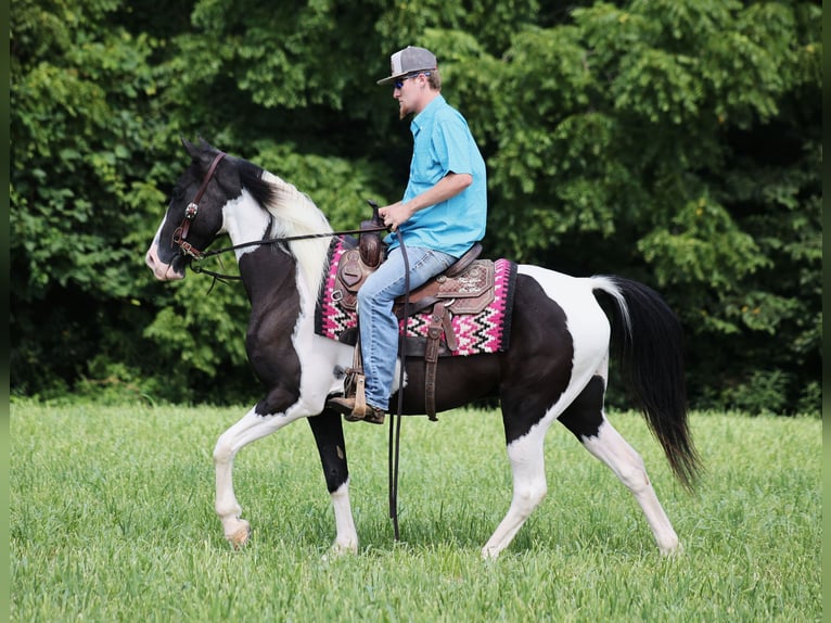 Tennessee Walking Horse Valack 8 år 152 cm Tobiano-skäck-alla-färger in Whitley City Ky