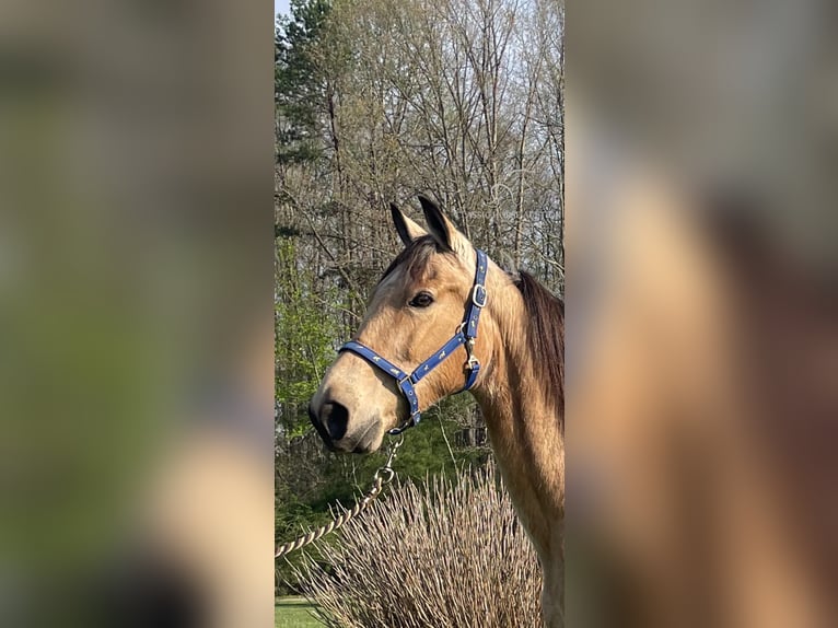 Tennessee Walking Horse Valack 9 år 152 cm Gulbrun in Tyner, KY