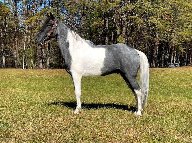 Tennessee Walking Horse Valack 9 år 152 cm Tobiano-skäck-alla-färger in Whitley city kY