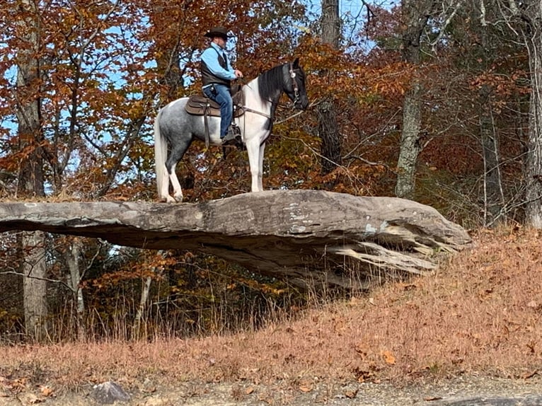 Tennessee Walking Horse Valack 9 år 152 cm Tobiano-skäck-alla-färger in Whitley city kY