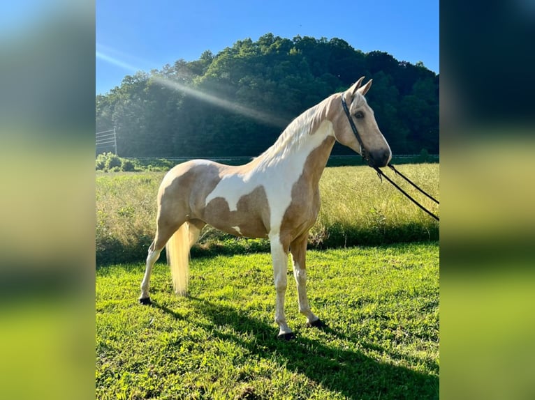 Tennessee Walking Horse Valack 9 år Tobiano-skäck-alla-färger in West Liberty KY