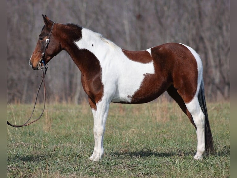 Tennessee Walking Horse Wallach 10 Jahre 147 cm Tobiano-alle-Farben in Jamestown KY