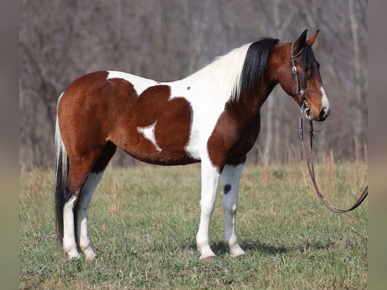 Tennessee Walking Horse Wallach 10 Jahre 147 cm Tobiano-alle-Farben in Jamestown KY