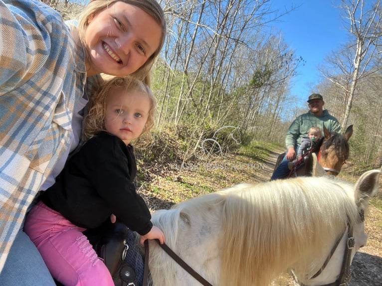 Tennessee Walking Horse Wallach 10 Jahre 152 cm Buckskin in Rockholds, KY
