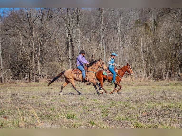 Tennessee Walking Horse Wallach 10 Jahre 152 cm Buckskin in Hillsboro KY