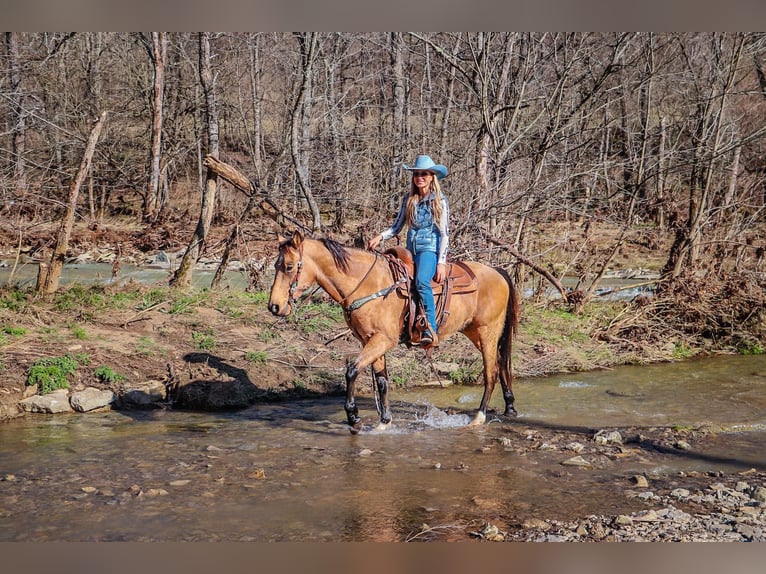 Tennessee Walking Horse Wallach 10 Jahre 152 cm Buckskin in Hillsboro KY