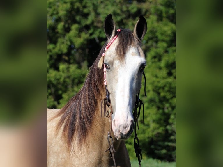 Tennessee Walking Horse Wallach 10 Jahre 152 cm Buckskin in Jamestown, KY
