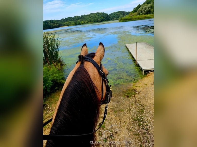 Tennessee Walking Horse Wallach 10 Jahre 152 cm in Rockholds, KY