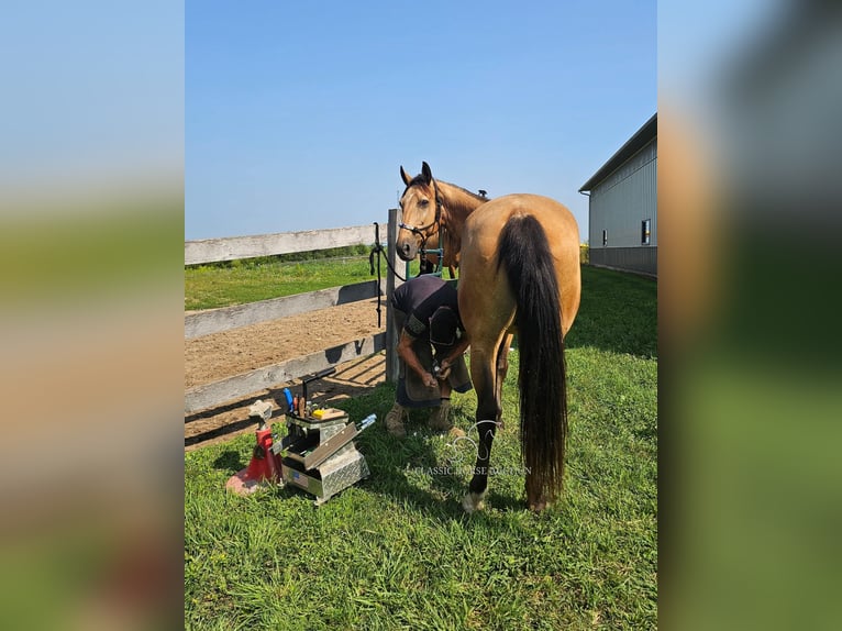 Tennessee Walking Horse Wallach 10 Jahre 152 cm in Rockholds, KY