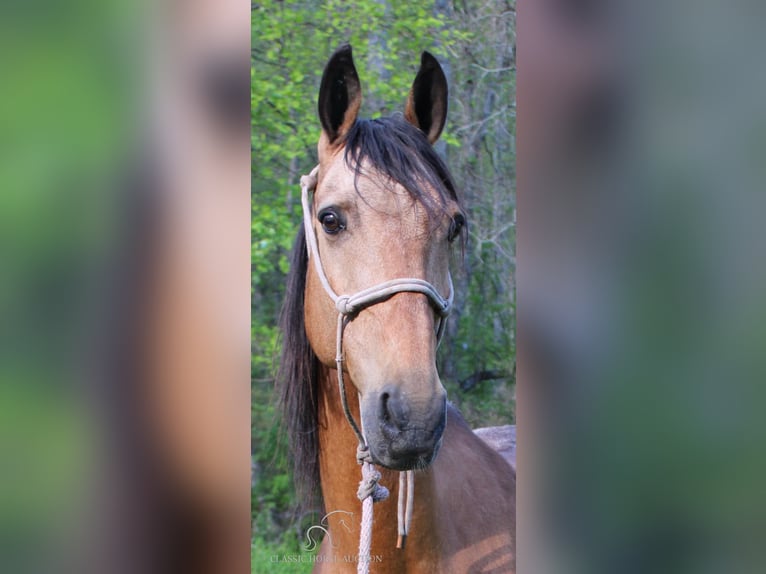 Tennessee Walking Horse Wallach 10 Jahre 152 cm in Rockholds, KY