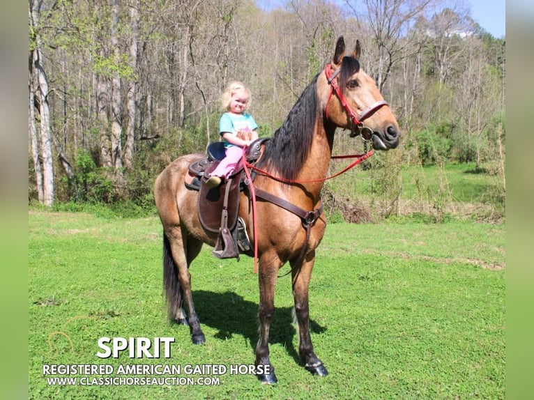 Tennessee Walking Horse Wallach 10 Jahre 152 cm in Rockholds, KY