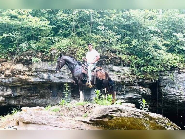 Tennessee Walking Horse Wallach 10 Jahre 152 cm Rappe in Tompkinsville, KY