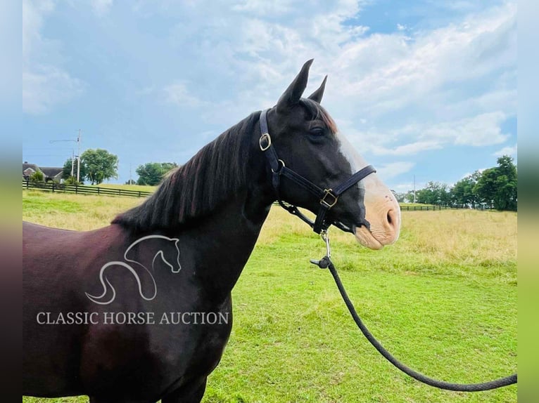 Tennessee Walking Horse Wallach 10 Jahre 152 cm Rappe in Tompkinsville, KY