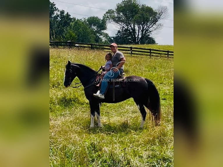 Tennessee Walking Horse Wallach 10 Jahre 152 cm Rappe in Tompkinsville, KY