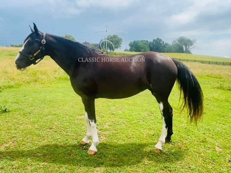 Tennessee Walking Horse Wallach 10 Jahre 152 cm Rappe in Tompkinsville, KY