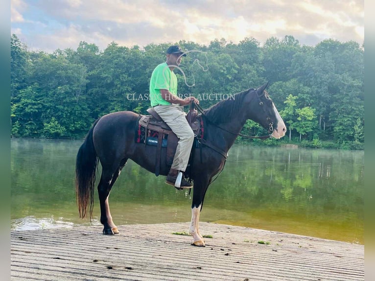 Tennessee Walking Horse Wallach 10 Jahre 152 cm Rappe in Tompkinsville, KY
